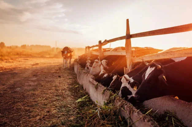 Rotina de alimentação do rebanho no campo